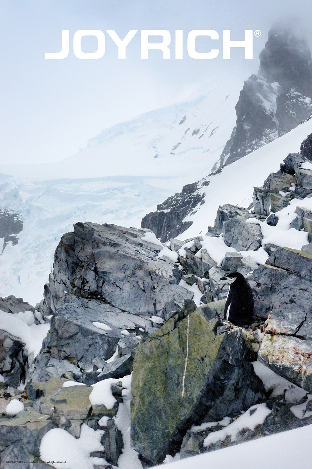 30X20 POLAR POSTER - PENGUIN