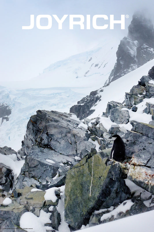 30X20 POLAR POSTER - PENGUIN
